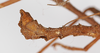 CollectionObject 1558620; 004f81cf-8f5b-48fe-ba2e-596cce0b9a6d: copyright ZMB, Berlin. male: end of abdomen, lateral view (paralectotype). (CollectionObject).;CollectionObject 1558621; 457bf35d-10cc-44dd-a7df-44b20b9cad56: copyright ZMB, Berlin. male: end of abdomen, lateral view (paralectotype). (CollectionObject).;CollectionObject 1558622; 57bd3c81-712d-4b8f-bcf9-b8a17e12b6db: copyright ZMB, Berlin. male: end of abdomen, lateral view (paralectotype). (CollectionObject).