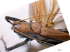 CollectionObject 1506475; MHNG 3225777, b9ca49f8-4cce-4863-a9f8-edfbeeb8cceb: female head and pronotum. (CollectionObject).