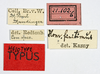 CollectionObject 1531655; 8aef7be0-9d83-42e2-b32e-3234b16f6af7: labels (holotype). (CollectionObject).