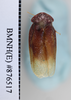 CollectionObject 1573297; 36df2ab9-6218-4bf8-9ccd-d1f50a9ca2b8: Copyright NHM, London. Male: dorsal view, non-type. (CollectionObject).