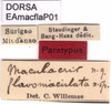 CollectionObject 1577147; 3df1f56e-1dbc-4083-8084-933f82790208: labels (paratype). (CollectionObject).