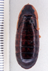 Colapteroblatta cylindrica (Hebard, 1919): Photo by Heidi Hopkins. dorsal habitus. (Otu).