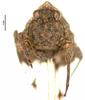 CollectionObject 1521867; OUM 749, ae9c4b61-2a3e-4414-849a-d97ce1862d31: female, frontal view (syntype). (CollectionObject).