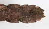 CollectionObject 1562368; NMW 239, d1bbf7c6-0c05-446f-8d0e-e5eab577847c: copyright NMW, Vienna. female: end of abdomen, dorsal view (holotype) , copyright NMW, Vienna. (CollectionObject).