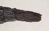CollectionObject 1557072; NHMUK(SF IMPORT DUPLICATE) 845249, d89acbe1-ff80-426a-ad9f-56a614126646: copyright Natural History Museum, London. female: end of abdomen, dorsal view of Anisomorpha paromalus (paralectotype). (CollectionObject).