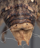 CollectionObject 1534814; a14c728e-a100-4bd6-9f24-73cb9d793401: male cerci (syntype). (CollectionObject).