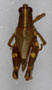 CollectionObject 1518904; c626d056-65f4-4a5a-b7b0-51098f7fa0fc: female, dorsal view (holotype). (CollectionObject).