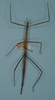 CollectionObject 1558594; SAMC SAM-PHA-A0000074, 66b8eae0-3fab-48ce-a742-cce305b811b2: holotype female, dorsal view (SAMC). (CollectionObject).