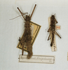 CollectionObject 1560114; a4db1556-c67d-464d-976a-69764d9c8b9b: copyright MNHN, Paris. female and male (paralectotypes). (CollectionObject).;CollectionObject 1560115; 34122041-4d30-46f6-bb12-791f03bbb75c: copyright MNHN, Paris. female and male (paralectotypes). (CollectionObject).