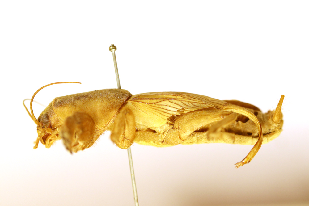 male, lateral view (syntype). Depicts CollectionObject 1590282; 213316ca-9c5f-4ea8-9931-ab5f49d295f5, a CollectionObject.