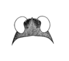 Cryptotettix imerina Rehn, 1930: Plate 17, Fig. 12 (after type). female head, dorsal view. (Otu).