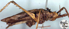 CollectionObject 1517010; b5e1bf13-9a48-443e-ac2f-50fa22a81056: male, lateral view (holotype). (CollectionObject).