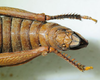 CollectionObject 1498702; 27418171-d4af-49b0-8e1d-eadd345d3a49: female abdomen tip, dorsal view. (CollectionObject).