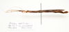 CollectionObject 1595836; f8ad1ff1-bb43-4fe3-83ba-5142166ccc43: copyright LKCNH Singapore. female, lateral view (holotype). (CollectionObject).