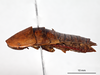 CollectionObject 1863292; 108f81d4-4823-4a75-be86-f406e602e379: (CollectionObject).