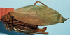 female, lateral view (syntype of Phylloptera alliedea). Depicts CollectionObject 1568538; f6b97e54-1c2d-4680-8dc8-868bb3b51371, a CollectionObject.