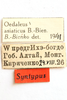 CollectionObject 1591765; 5fd9641e-c4e0-45c7-b63d-95c3663e9f71: labels (syntype of Oedaleus asiaticus). (CollectionObject).