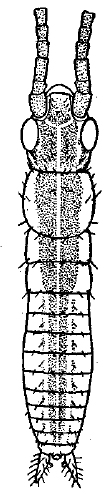 Fig. 3 b. first-instar nymph. Depicts Oecanthus nigricornis Walker, 1869, an Otu.