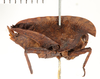 CollectionObject 1529893; NHRS NRMORTH 12919, 5b3e8108-06e9-4dcc-a840-e27d2c249c06: female, lateral view (holotype). (CollectionObject).