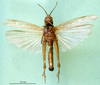 CollectionObject 1591807; 9d68b10d-d763-4203-94fd-ed38ff2e2475, DORSA BA000385S02: female, ventral view (syntype of Gryllus bicolor). (CollectionObject).