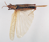 CollectionObject 1575295; 1ad02064-6d14-4e53-8a53-aff1fe798861: female, dorsal view (allotype). (CollectionObject).