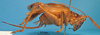 CollectionObject 1949109; 23121bb0-37fe-4ffc-89b3-ff5ee3a7067e: female, lateral view (holotype). (CollectionObject).