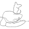 Pygofer, lateral view on Dikrella (Dikrella) rubranota Ruppel & DeLong, 1952: Genital capsule, lateral view. (Observation).