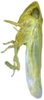 Habitus, lateral view: !! display not done !! on Maiestas krameri (Rama Subba Rao & Ramakrishnan, 1988): male. (Observation).