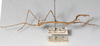 CollectionObject 1560427; bd11896f-e498-42f1-b959-c44f7049a332: copyright NMW, Vienna. male, lateral view (syntype). (CollectionObject).;CollectionObject 1560428; e38535f2-096d-42a7-90c9-05a46b40f72a: copyright NMW, Vienna. male, lateral view (syntype). (CollectionObject).