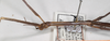 CollectionObject 1558222; 7af28211-3668-4ad1-96d5-58bdc23ad268: copyright UMO. female of synonym Bacillus hyphereon: head and thorax, lateral view (paralectotype). (CollectionObject).
