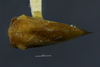 Habitus, dorsal view: !! display not done !! on Cyrtolobus togatus Woodruff, 1924: (Observation).
