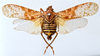 Habitus, dorsal view on Chilobia flora Audibert & Porion, 2016: (Observation).