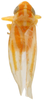 Habitus, dorsal view on Erythridula lucileae (Hepner, 1976): Habitus (INHS collection). (Observation).