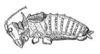 Sagephorus spinosus Brunner von Wattenwyl, 1895: Fig. 172. male habitus (body length 18 mm, pronotum 3 mm, tegmina 4.5 mm). (Otu).