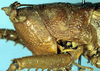 CollectionObject 1516740; 4f85737c-4de4-4150-8697-b5b3e6e022a6: female head and pronotum, lateral view (holotype). (CollectionObject).
