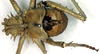 CollectionObject 1500337; cb8fc823-383d-4eb7-9482-b3576da6c4f6: male, dorsal view (holotype). (CollectionObject).
