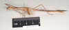 CollectionObject 1558845; NHMUK(SF IMPORT DUPLICATE) 845064, cd03d598-1739-4d2f-83fa-f6208436612e: copyright Natural History Museum, London. female, lateral view (holotype). (CollectionObject).