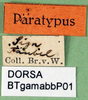 CollectionObject 1501862; d2325cea-974f-4ada-ba8e-5f058a836a0d, DORSA BTgamabbP01: labels (syntype). (CollectionObject).