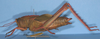 CollectionObject 1521304; 6d80ee43-6db8-408b-9834-191d2947a9c7: female (paratype). (CollectionObject).