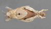 CollectionObject 1523819; 712e8648-ebb1-4ba0-ac9c-04ea5db7d0f0: male, dorsal view (holotype). (CollectionObject).