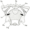 Pyrgacris relictus Descamps, 1968: Fig. 30. 3 (after Descamps 1968). phallic complex, dorsal view. (Otu).