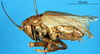 CollectionObject 1502555; 4157409d-9462-483f-b2f4-cf871b487440: male, lateral view. (CollectionObject).