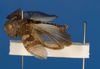 CollectionObject 1519564; 8d45e346-a27e-4cb9-988b-811df074e2fb: male, lateral view (holotype). (CollectionObject).