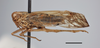Habitus, lateral view on Dicranotropis (Dicranotropis) palamedes Fennah, 1958: (Observation).