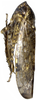 Habitus, lateral view on Brevivalvala melanosticta Dai, Qu & Yang, 2016: Habitus, lateral view. (Observation).