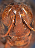 CollectionObject 1599086; 7cc7447f-0898-4a23-9edf-9de163111587: female, frontal view (syntype). (CollectionObject).