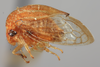 Habitus, lateral view: !! display not done !! on Stictolobus minutus (Funkhouser, 1915): (Observation).