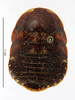 CollectionObject 1587340; MNHN(SF IMPORT DUPLICATE) MNHN-EP-EP1368, a3988556-3864-4b26-8f03-c243ca4cc6ff: CC BY-NC-ND 4.0/MNHN - Depraetere Marion - 2014. Type, female, of planiceps Rehn, 1937. Specimen number: MNHN-EP-EP1368. http://coldb.mnhn.fr/catalognumber/mnhn/ep/ep1368. (CollectionObject).