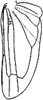 Hind wing: Hind wing (E. wierzbowskae Dwor.). (Observation).