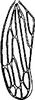 Forewing: !! display not done !! on Lamprotettix yunnanensis Dai, Shen & Zhang, 2003: Forewing. (Observation).